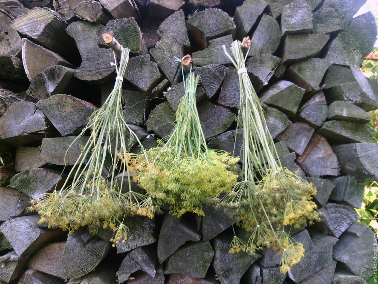 Сушеный зонтик укропа