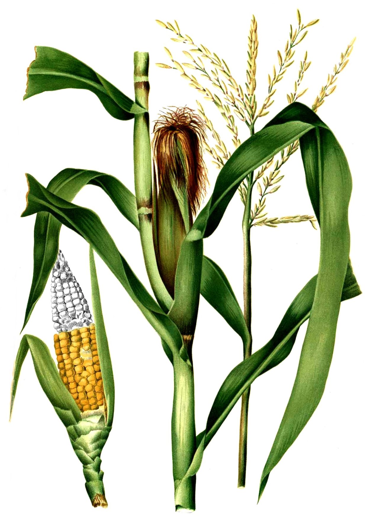 Кукурузы (Zea Mays) корни