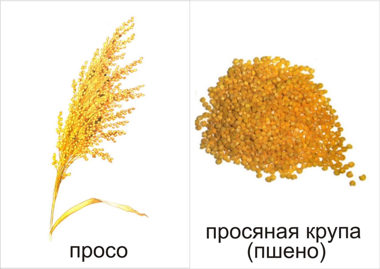 Злаки для дошкольников