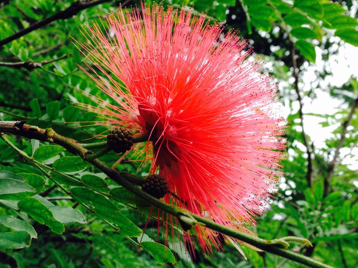 Капур качари растение