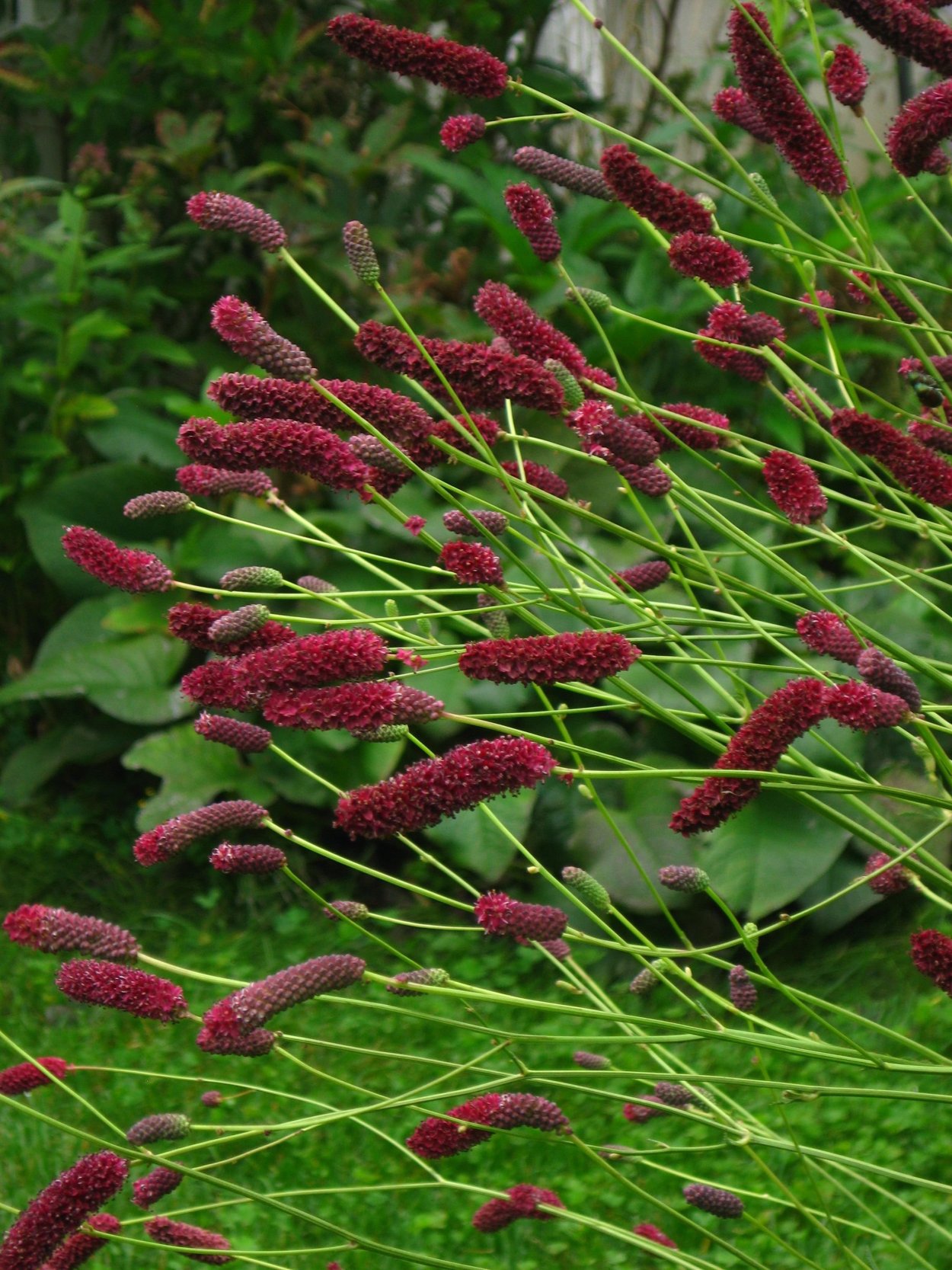 Кровохлебка лекарственная (Sanguisorba officinalis)