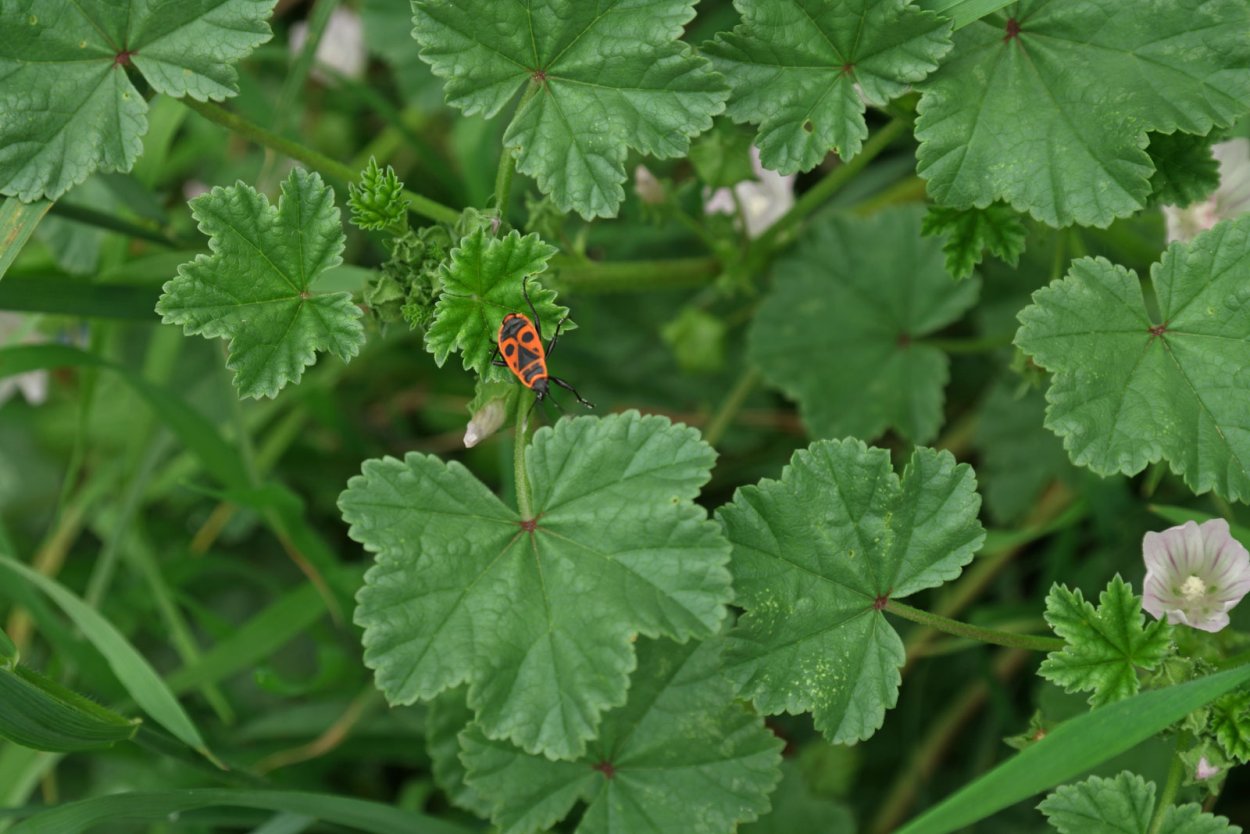 Мальва просвирник калачики