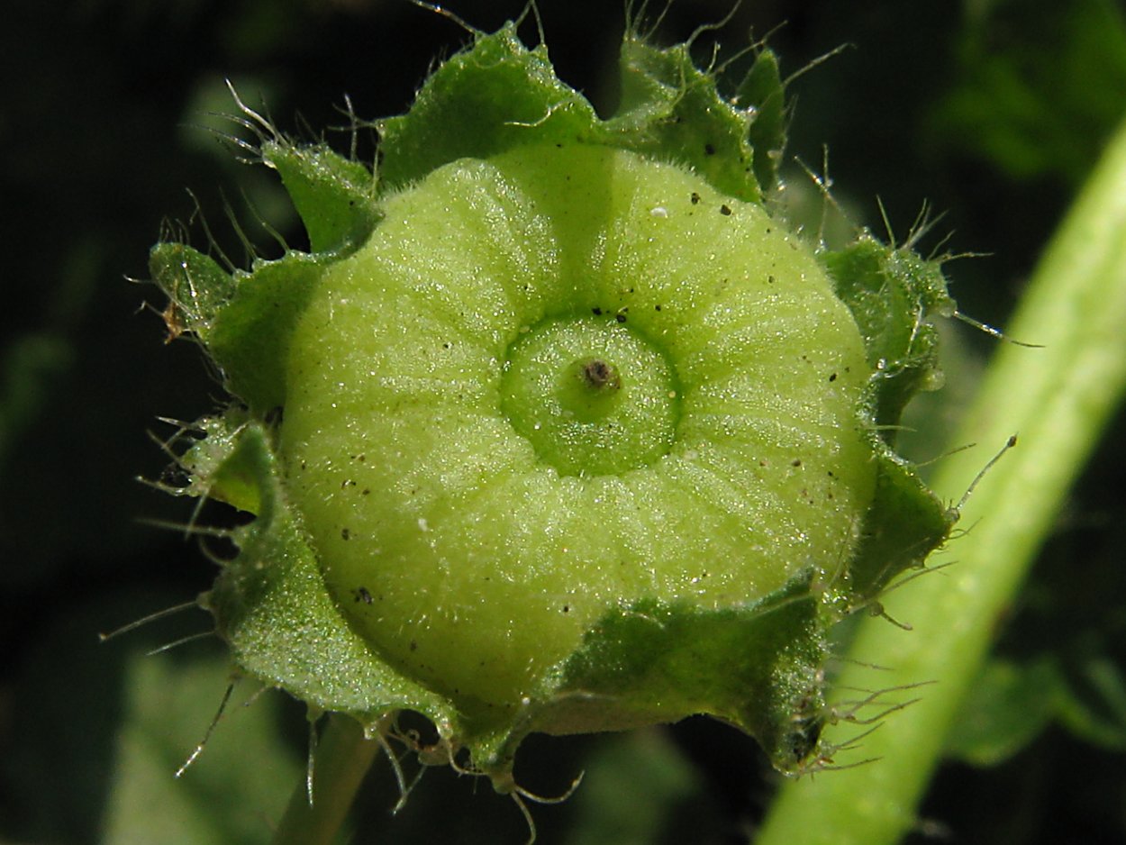 Мальва просвирник калачики