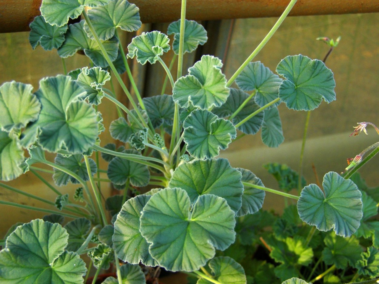 Concolor Lace пеларгония