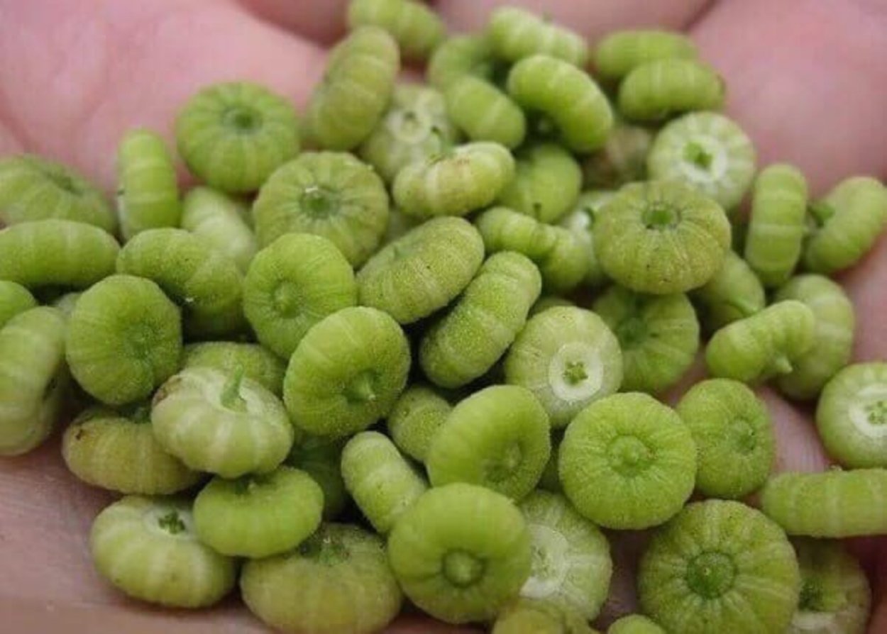 Просвирник арбузики