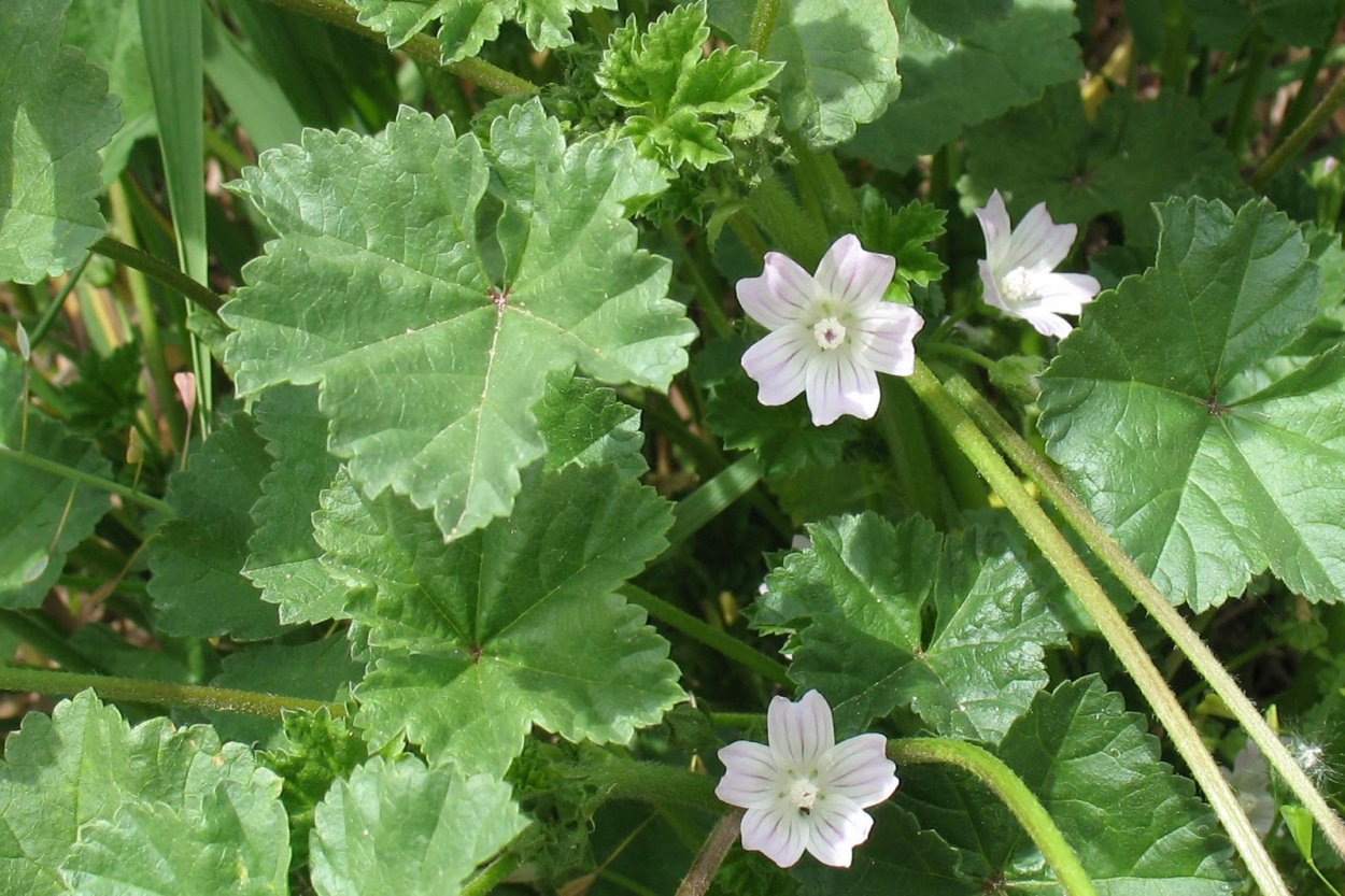 Просвирник калачики