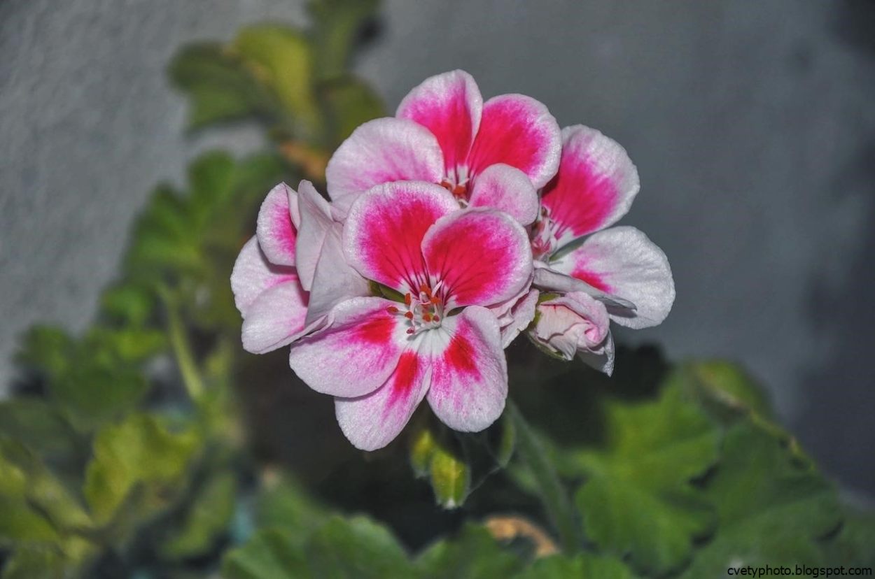 Пеларгония Андромеда