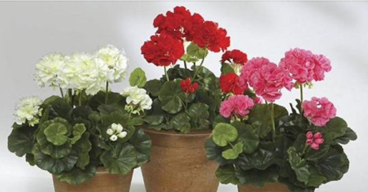 Калачик цветок комнатный