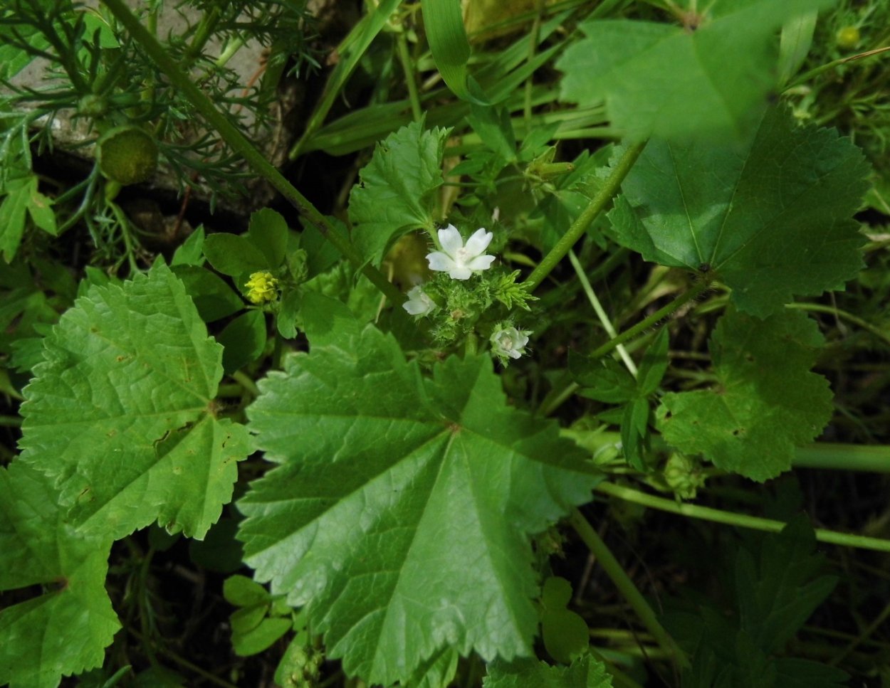 Malva pusilla просвирник