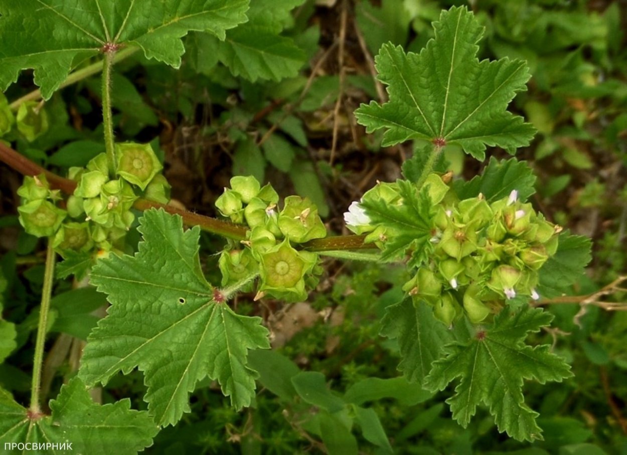 Просвирник приземистый (Malva pusilla