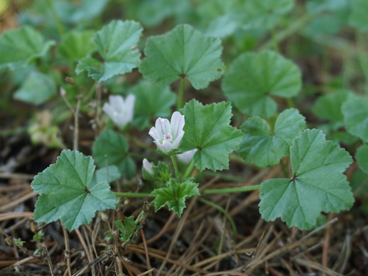 Мальва просвирник калачики