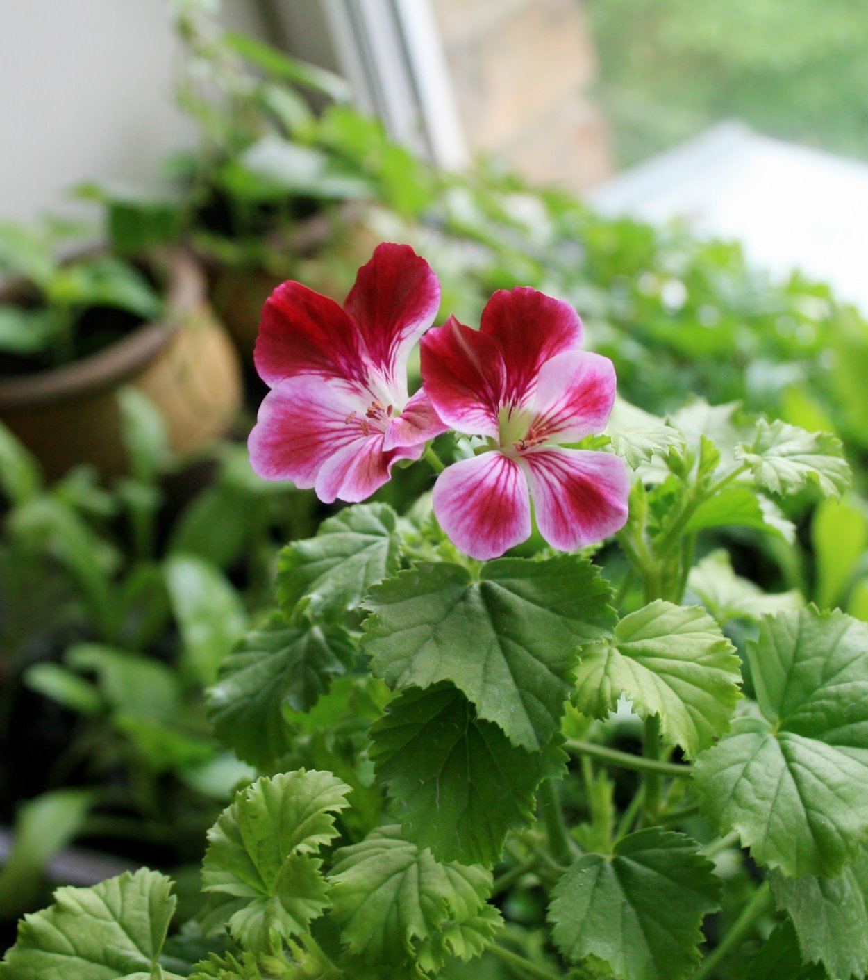 Красный Калачик