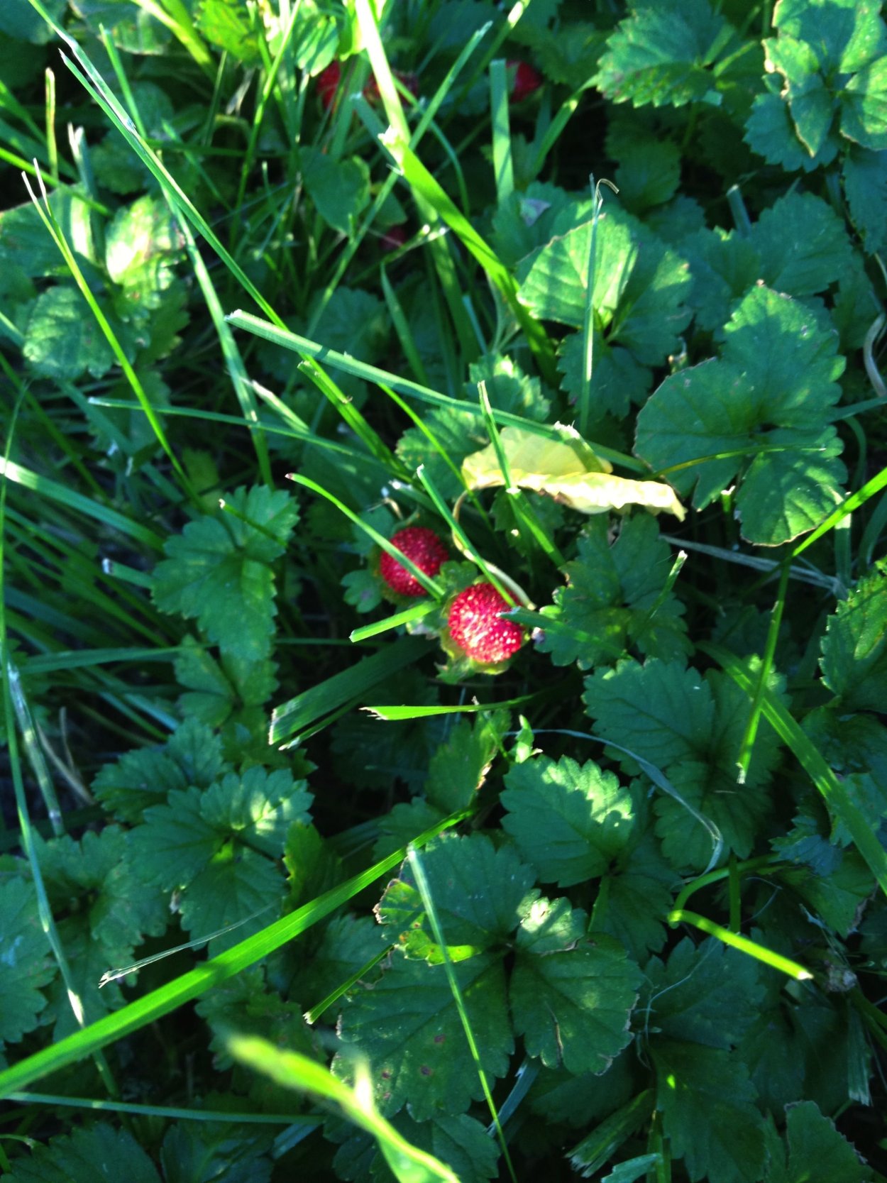 Красивые съедобные растения