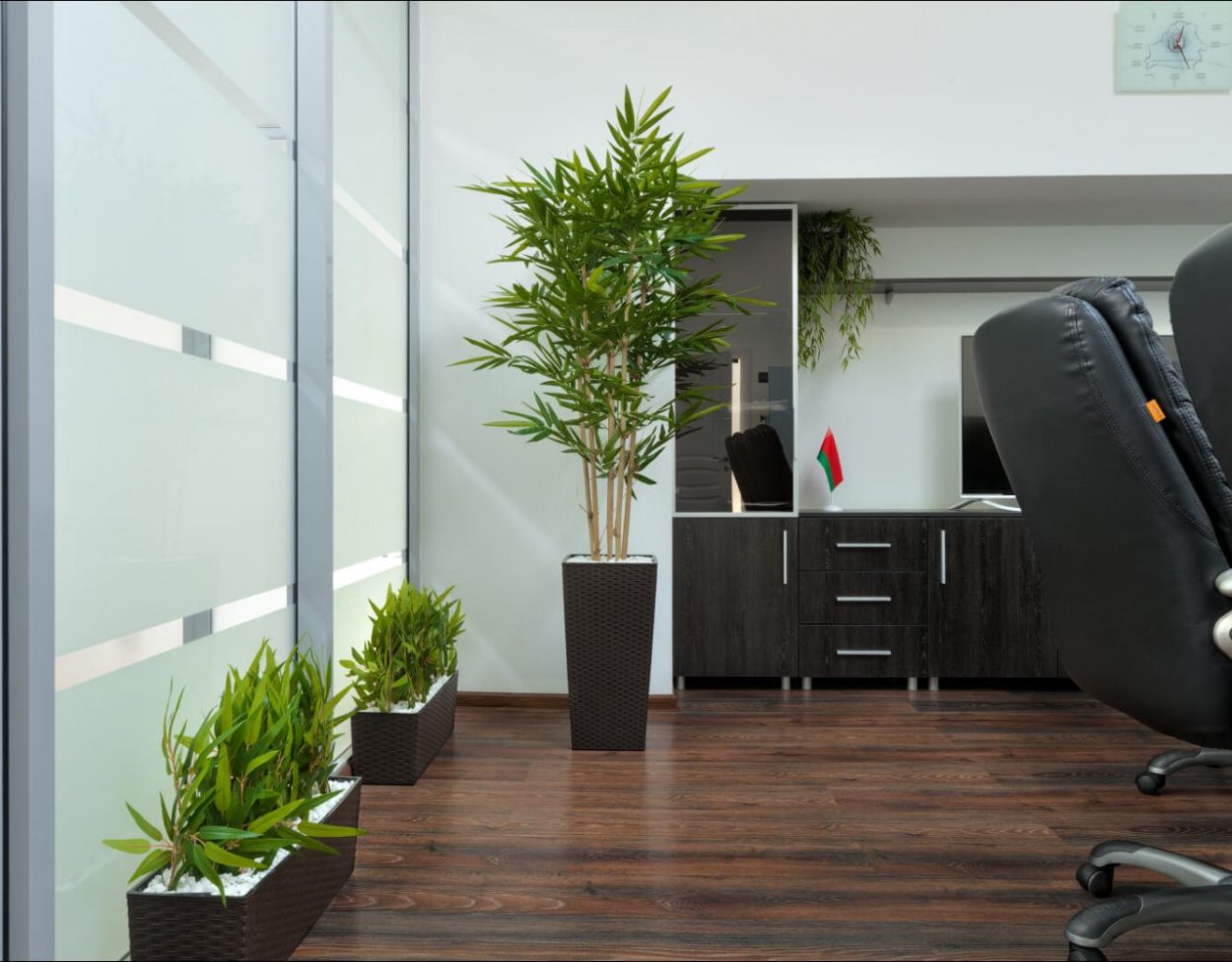 Фикус офисный