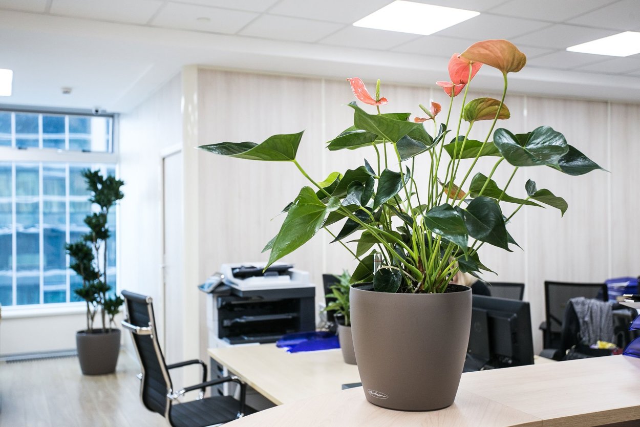 Офисные цветы названия
