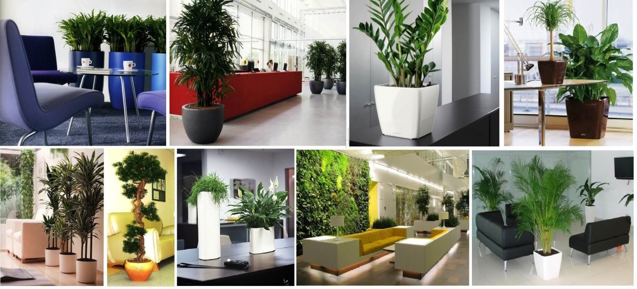 Растения для озеленения офиса