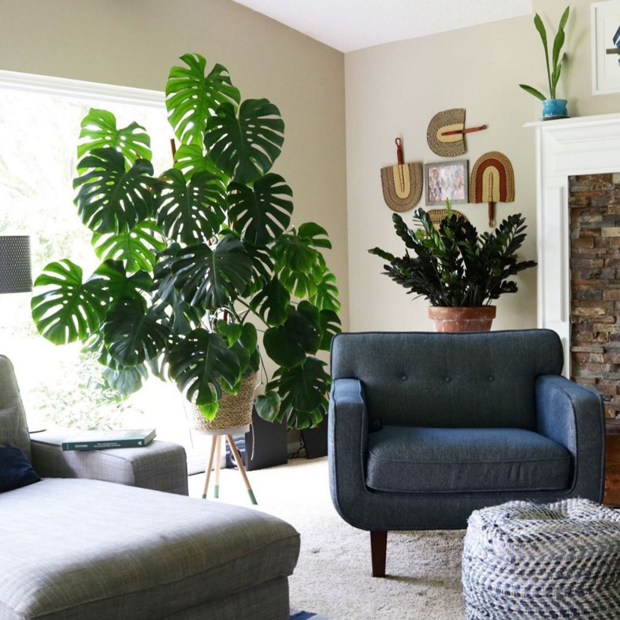 Фитодизайн монстера