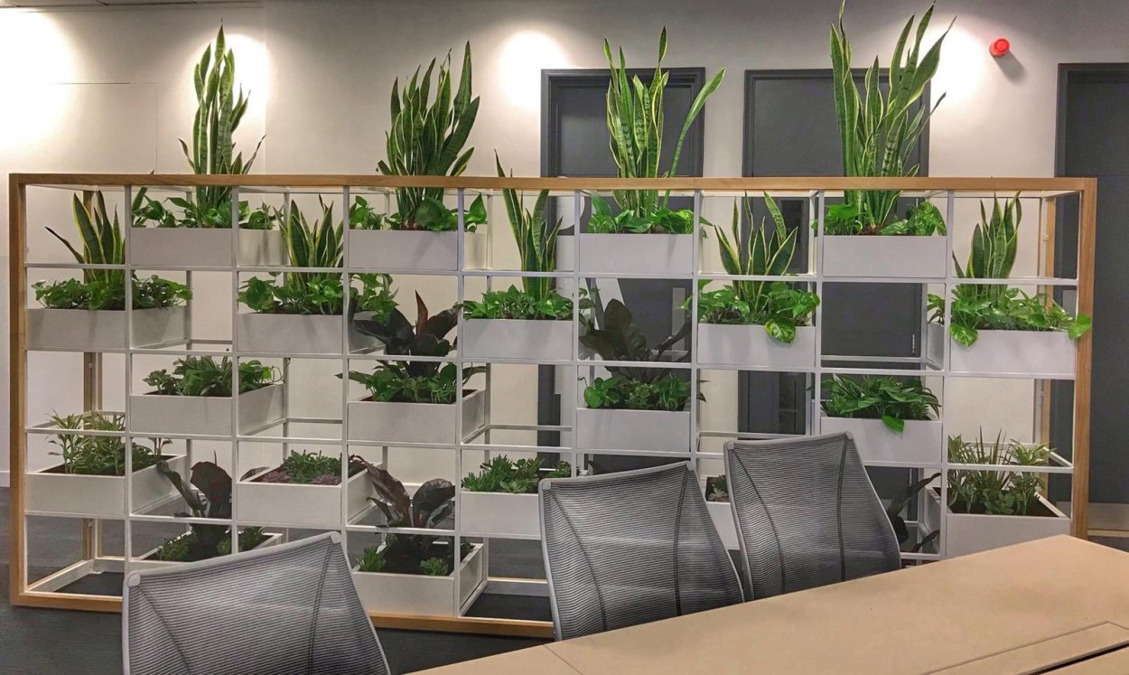 Офисные растения сверху