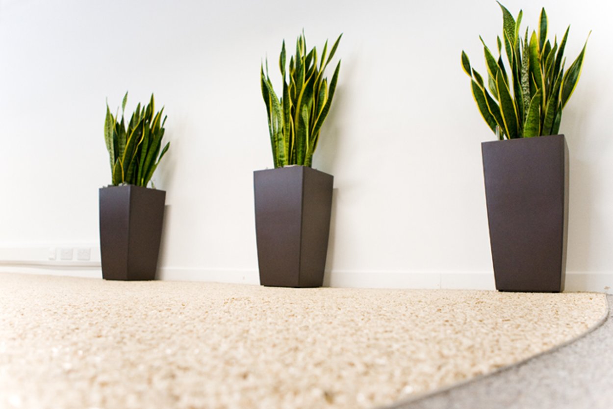 Замиокулькас, сансевьера