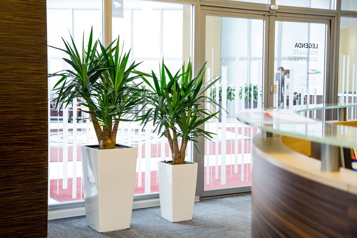 Кабинет директора с растениями