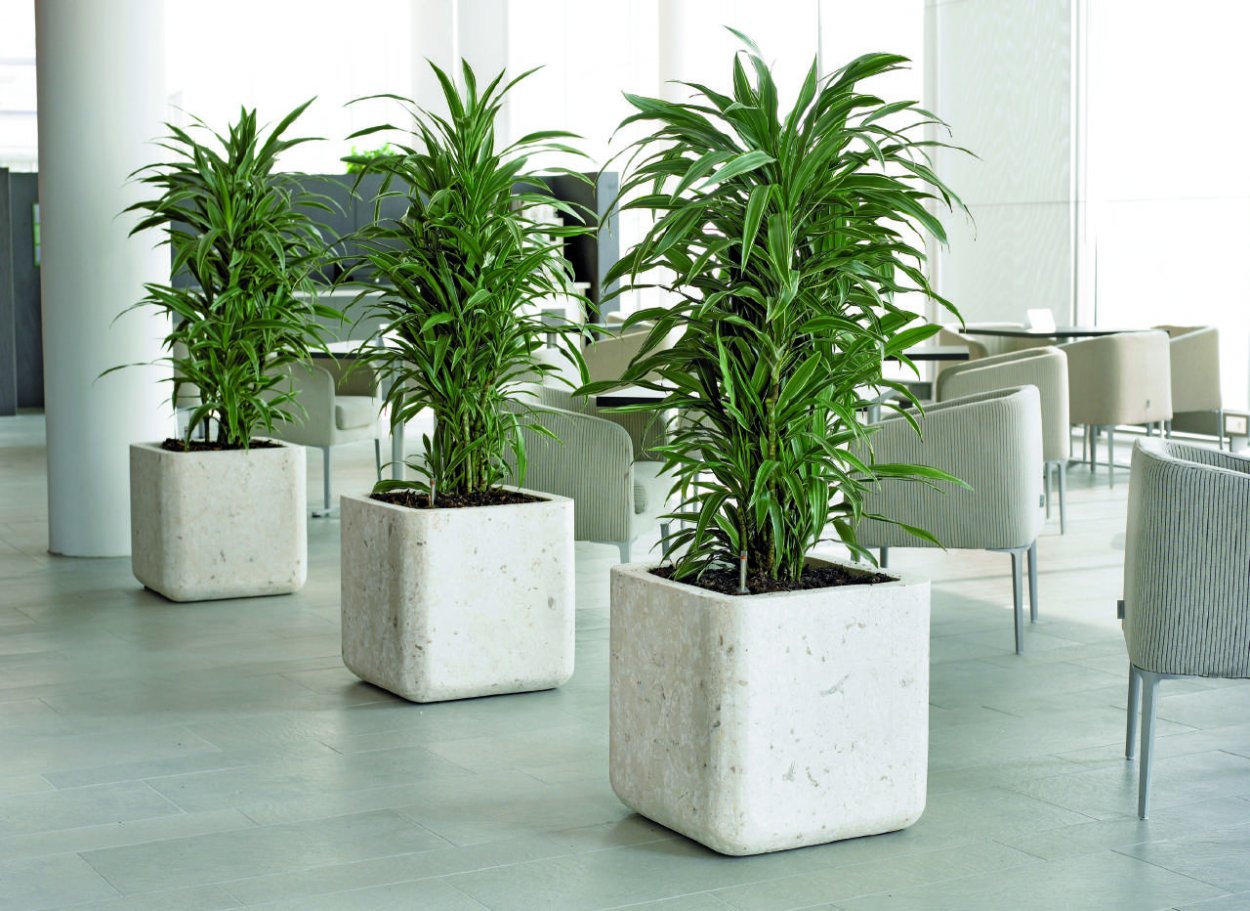 Аглаонема в Лечуза Кубико