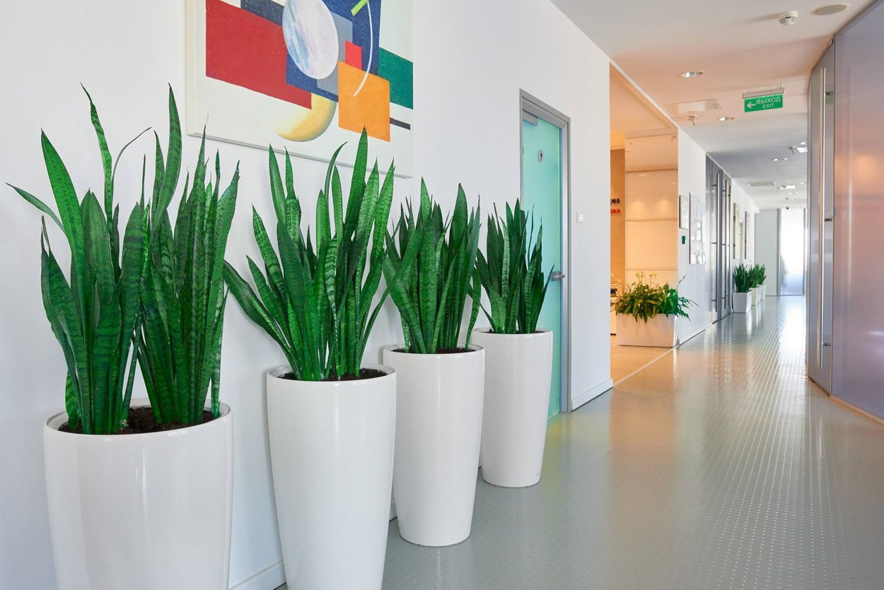 Озеленение офиса