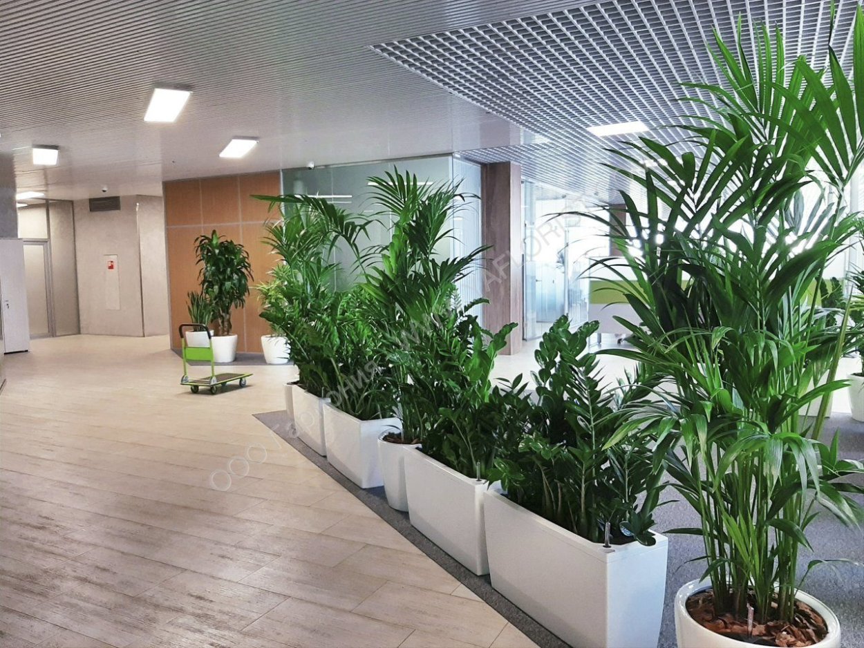 Озеленение опен Спейс