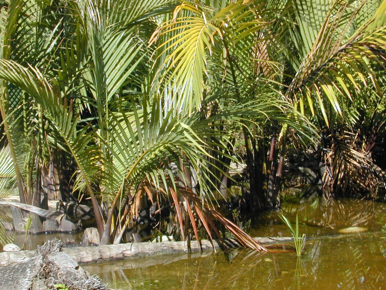 Болотная пальма