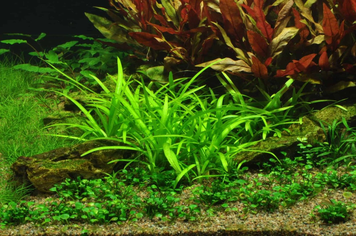 Почвопокровные растения для аквариума