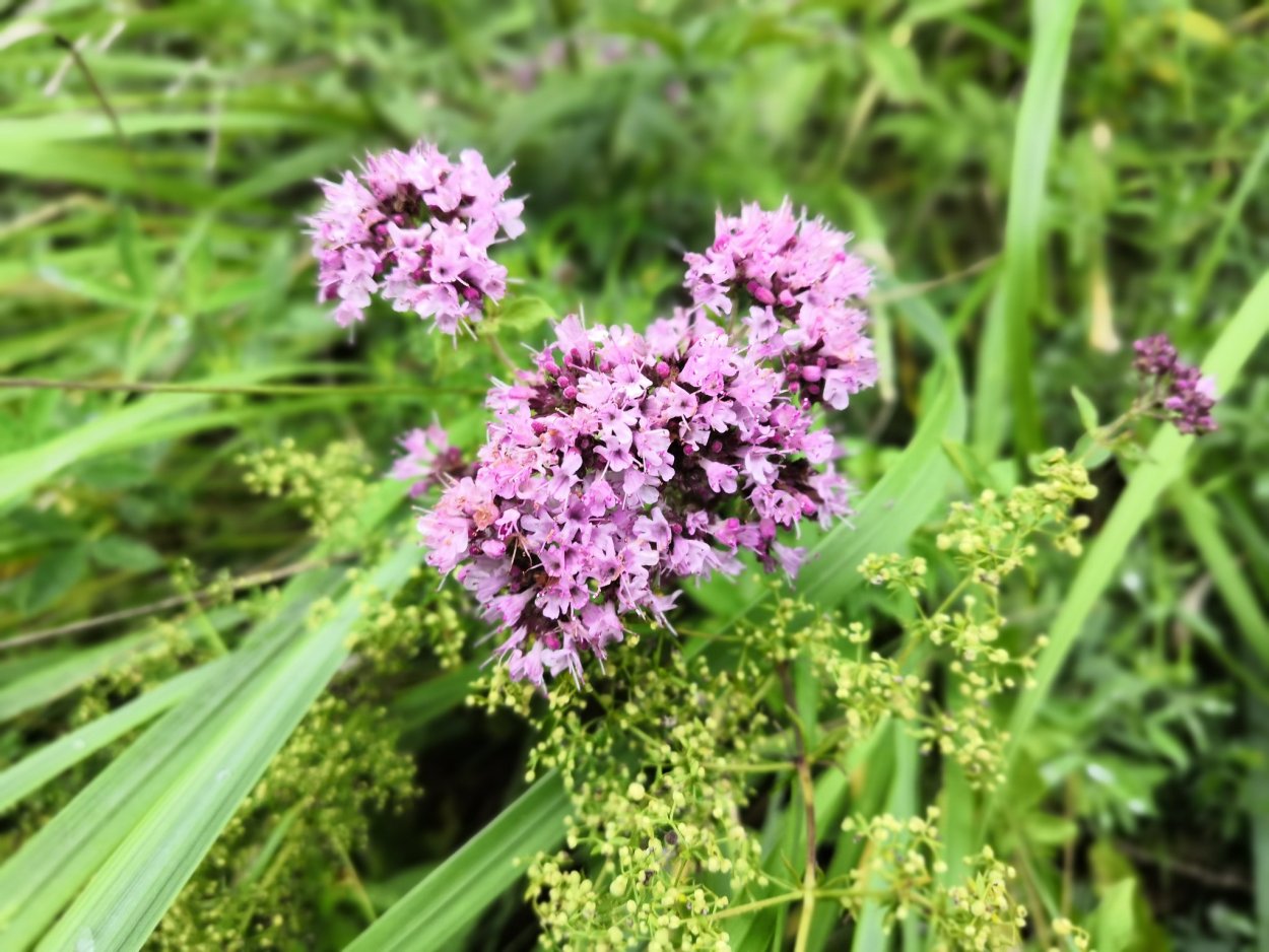 Душица обыкновенная систематика