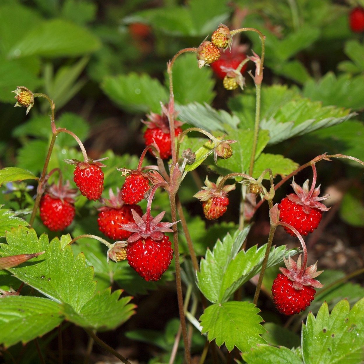 Сибирские дикоросы земляника