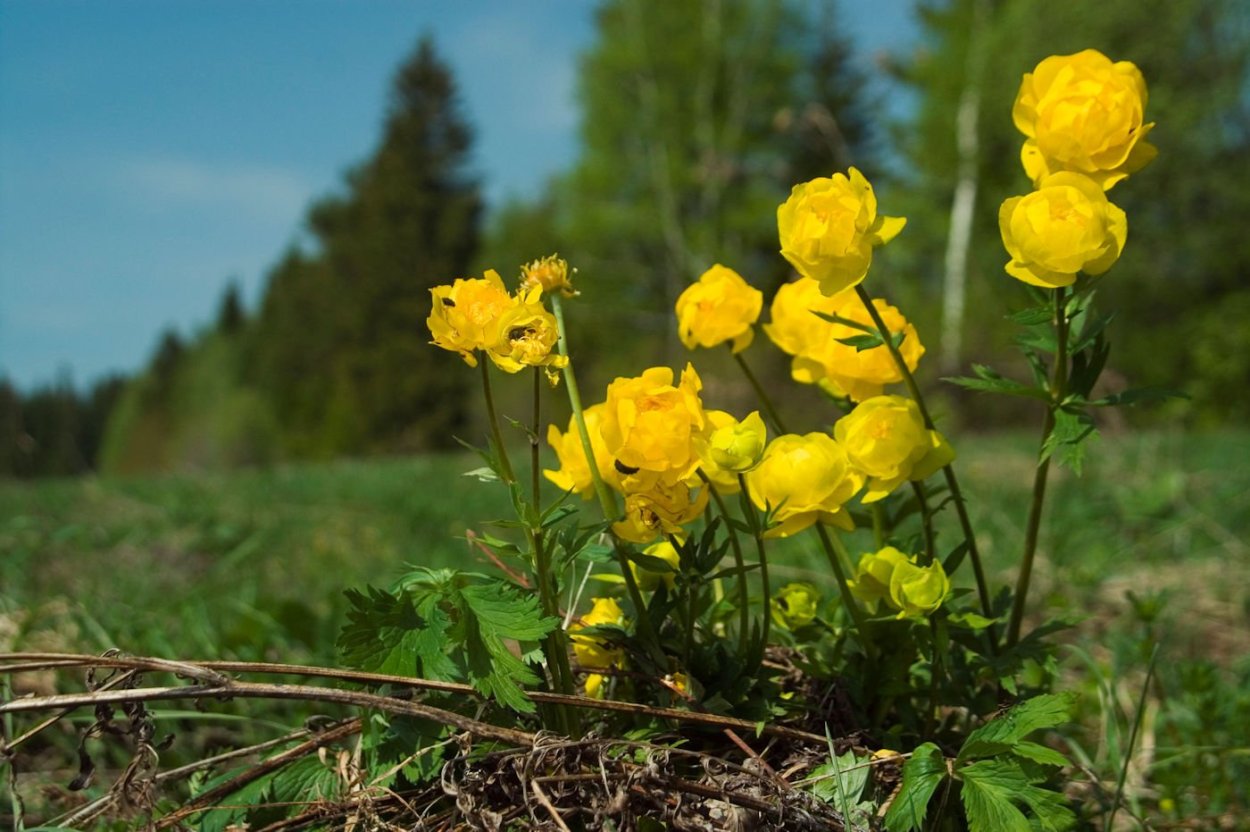 Троллиус Европейский (купальница)