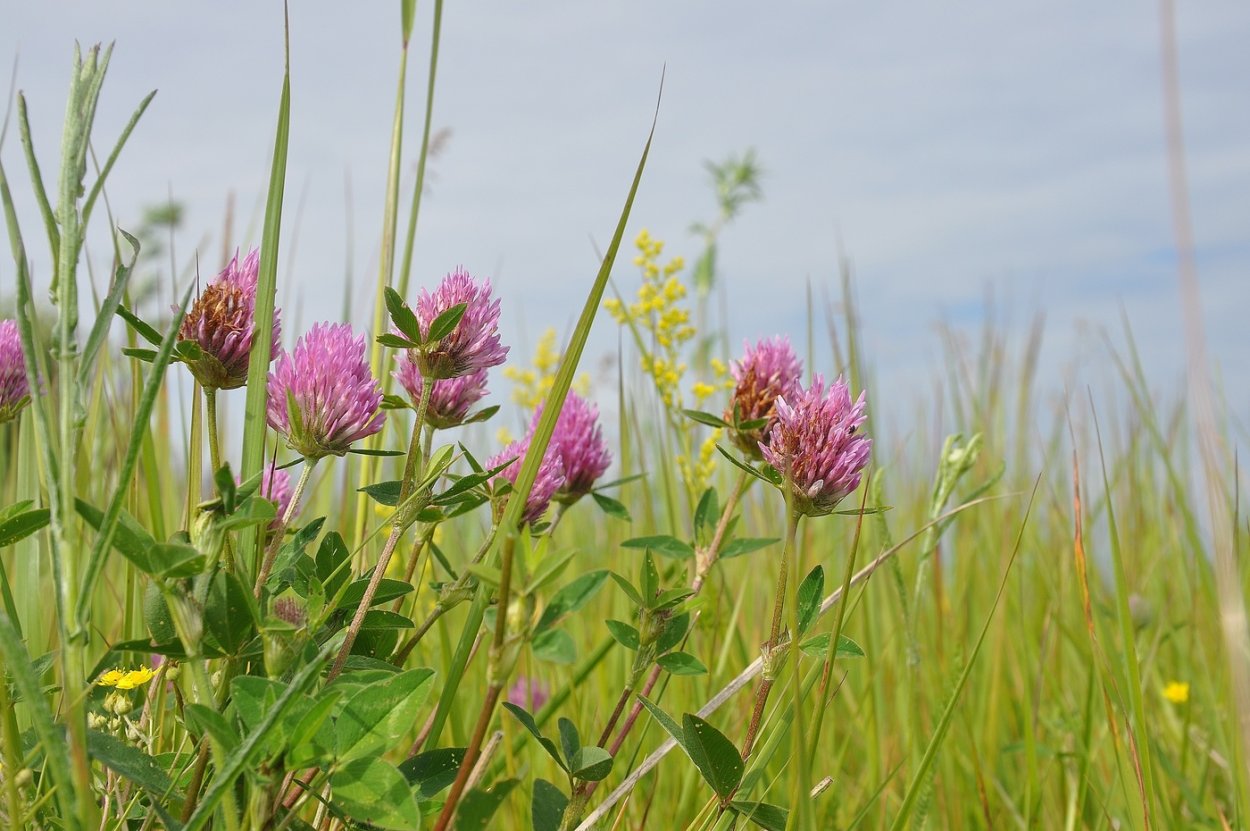 Многолистник полевой