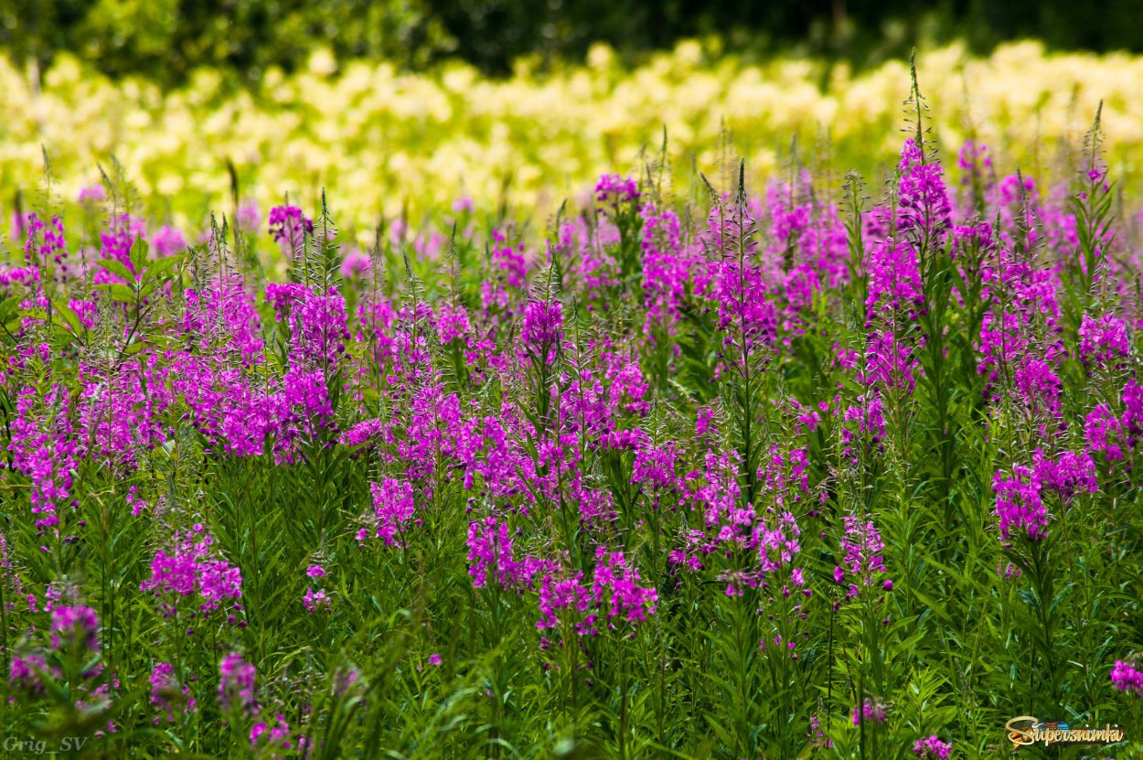 Иван-чай (кипрей)