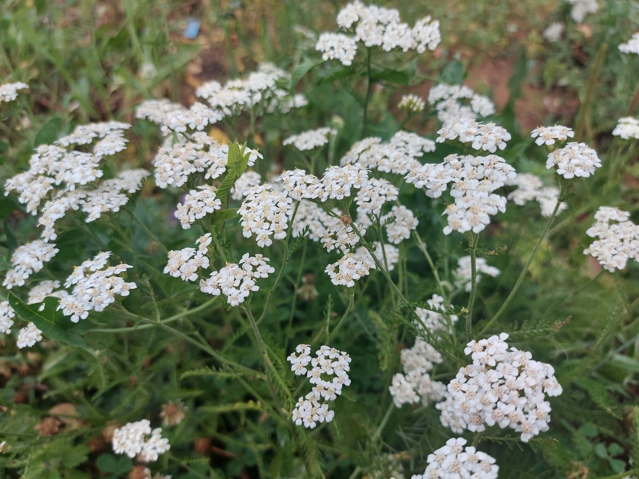 Тысячелистник Сербский, Achillea serbiса