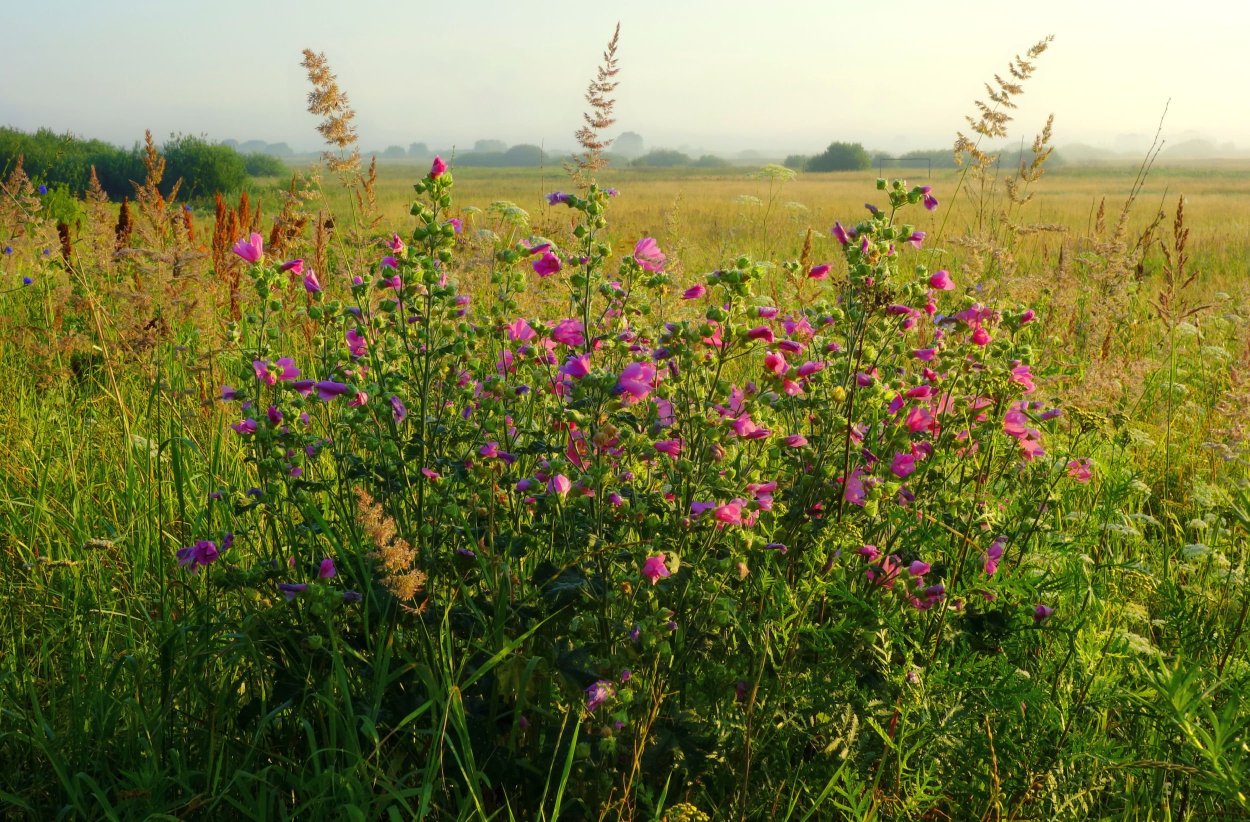 Разнотравье лугов Брянской области Брянской области