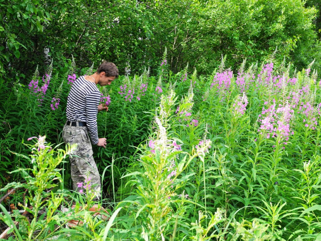 Иван-чай узколистный сбор