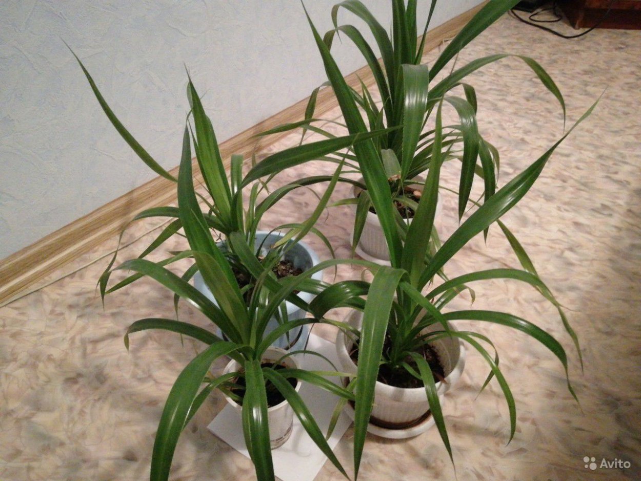 Ложная Пальма панданус