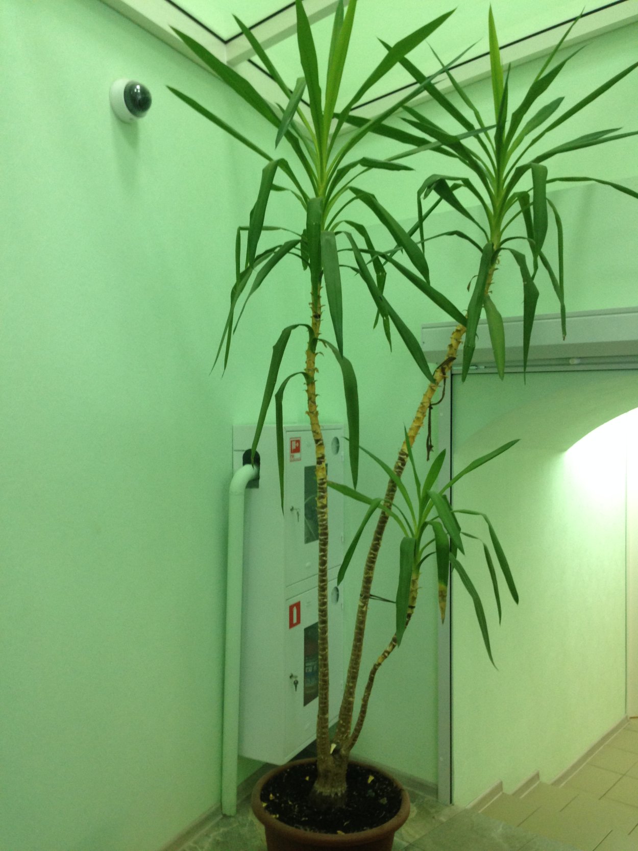 Подпорка для Юкки