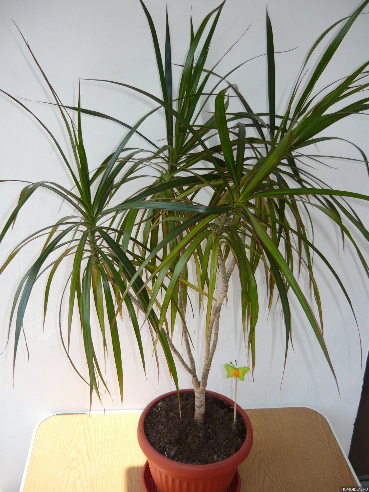 Юкка Драцена Пальма