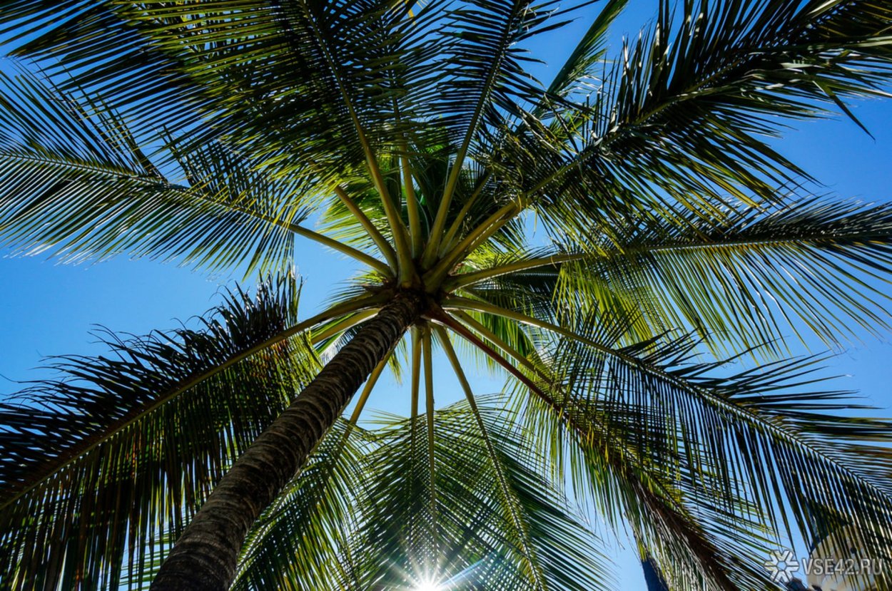 Сочи пляж пальмы
