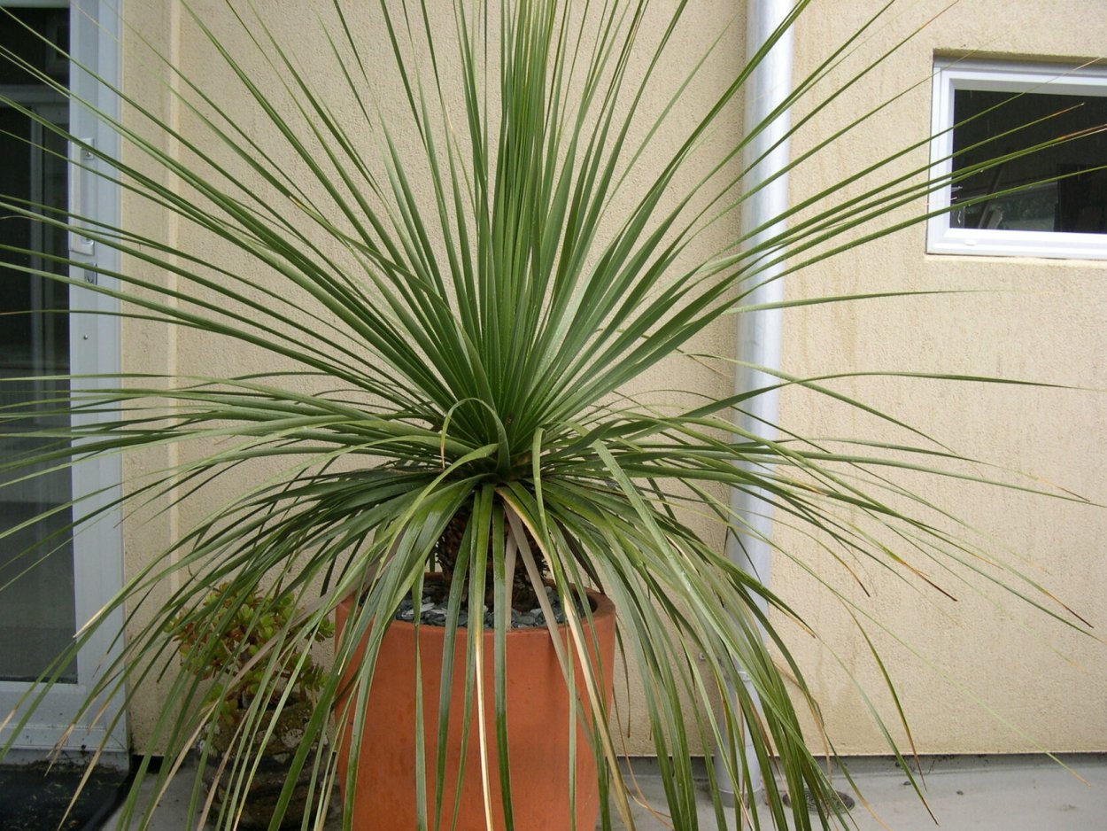 Нолина или Юкка