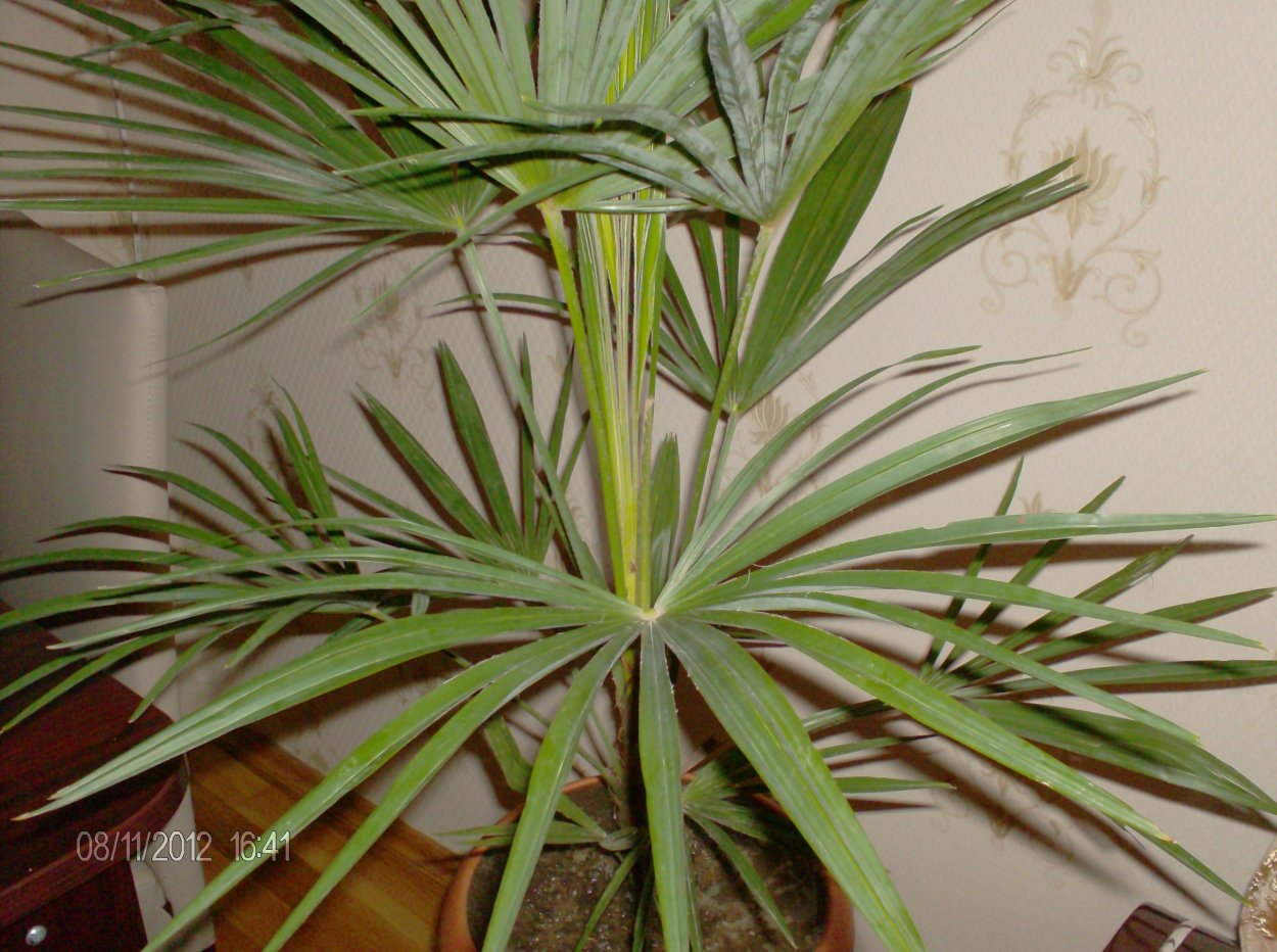 Цветок похожий на пальму