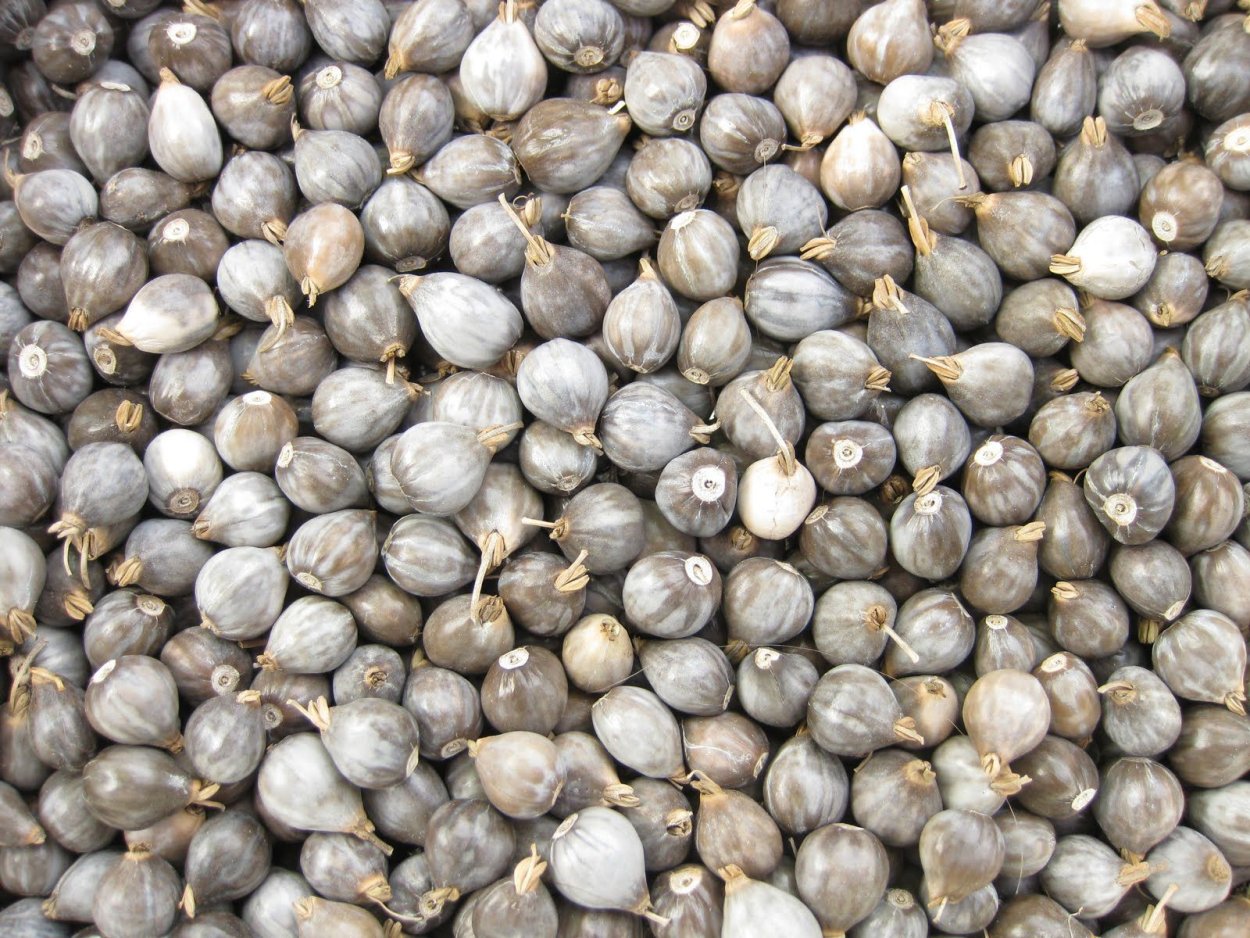 Слезки Богородицы растение