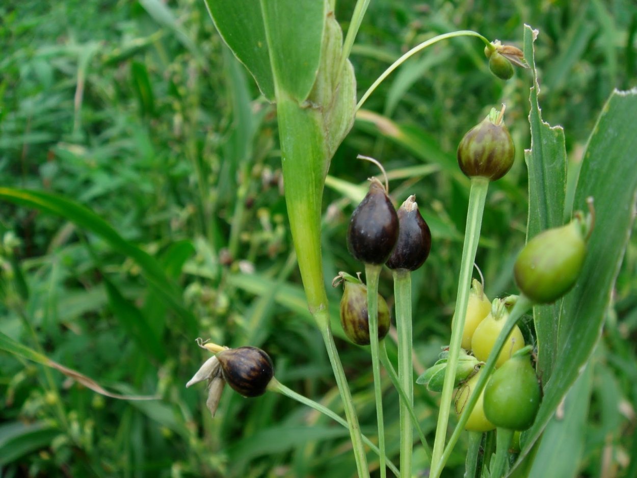 Бусенник обыкновенный