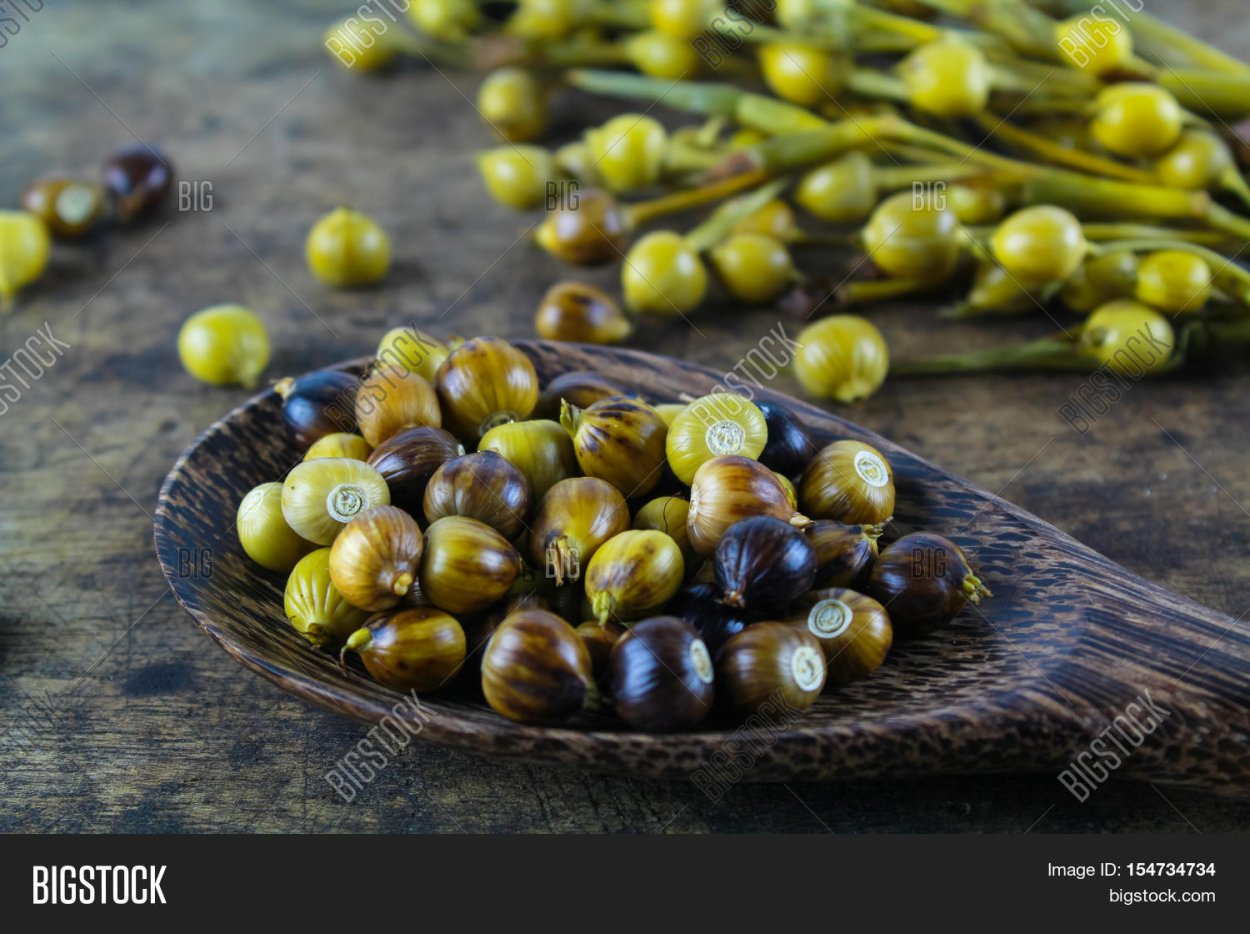 Богородичные слезки семена