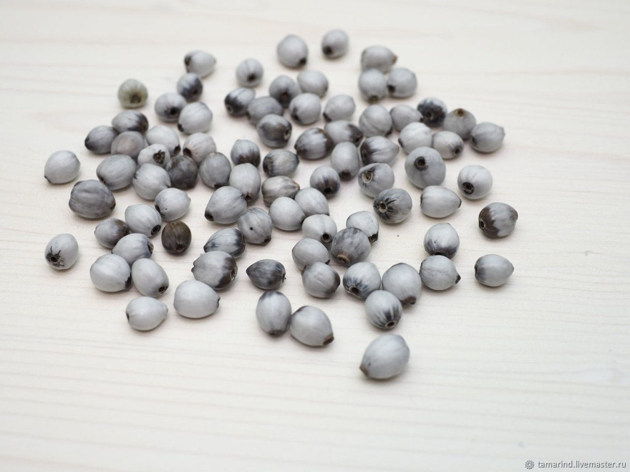 Семена слезы Богородицы