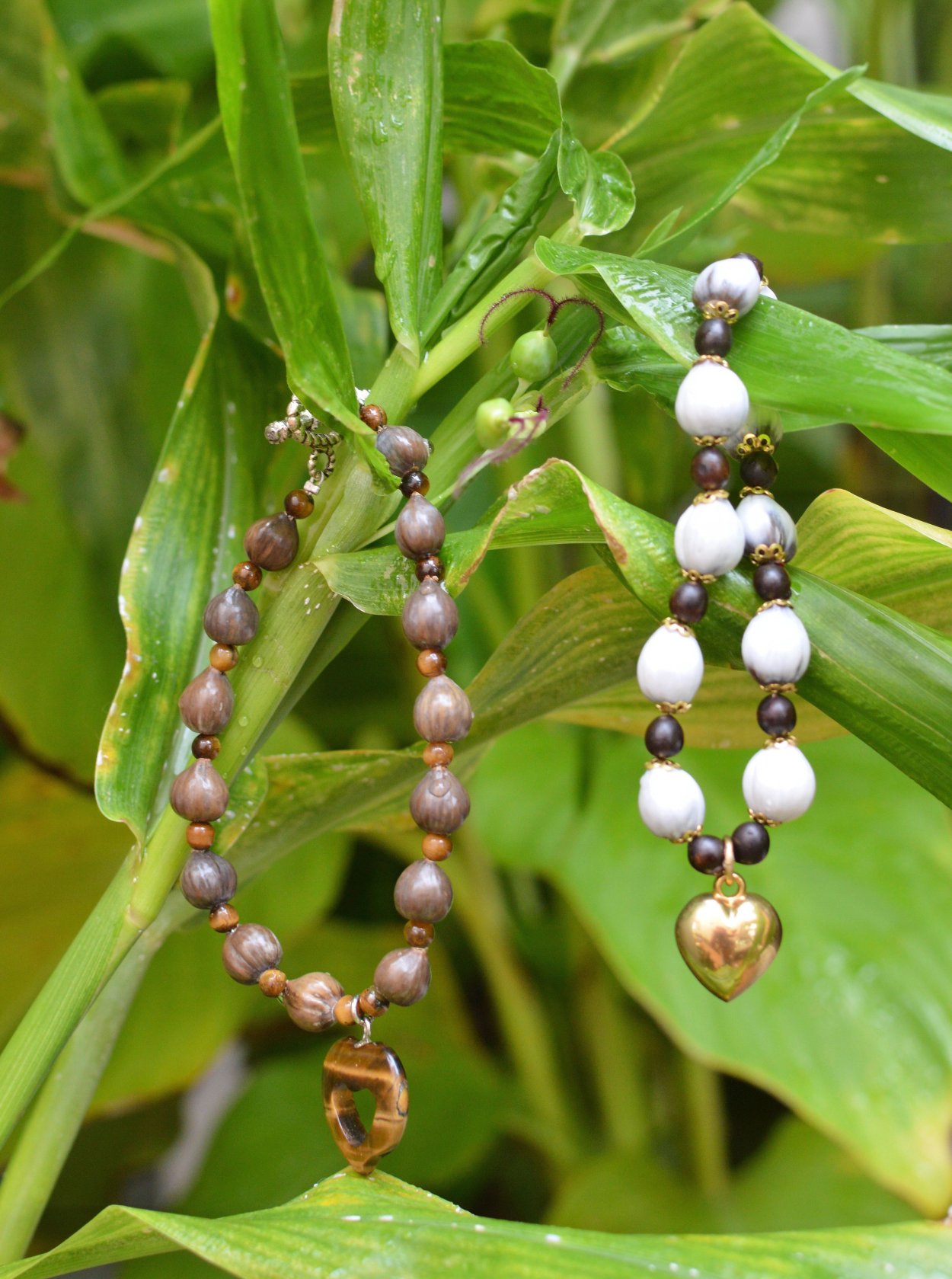 Бусенник креолка