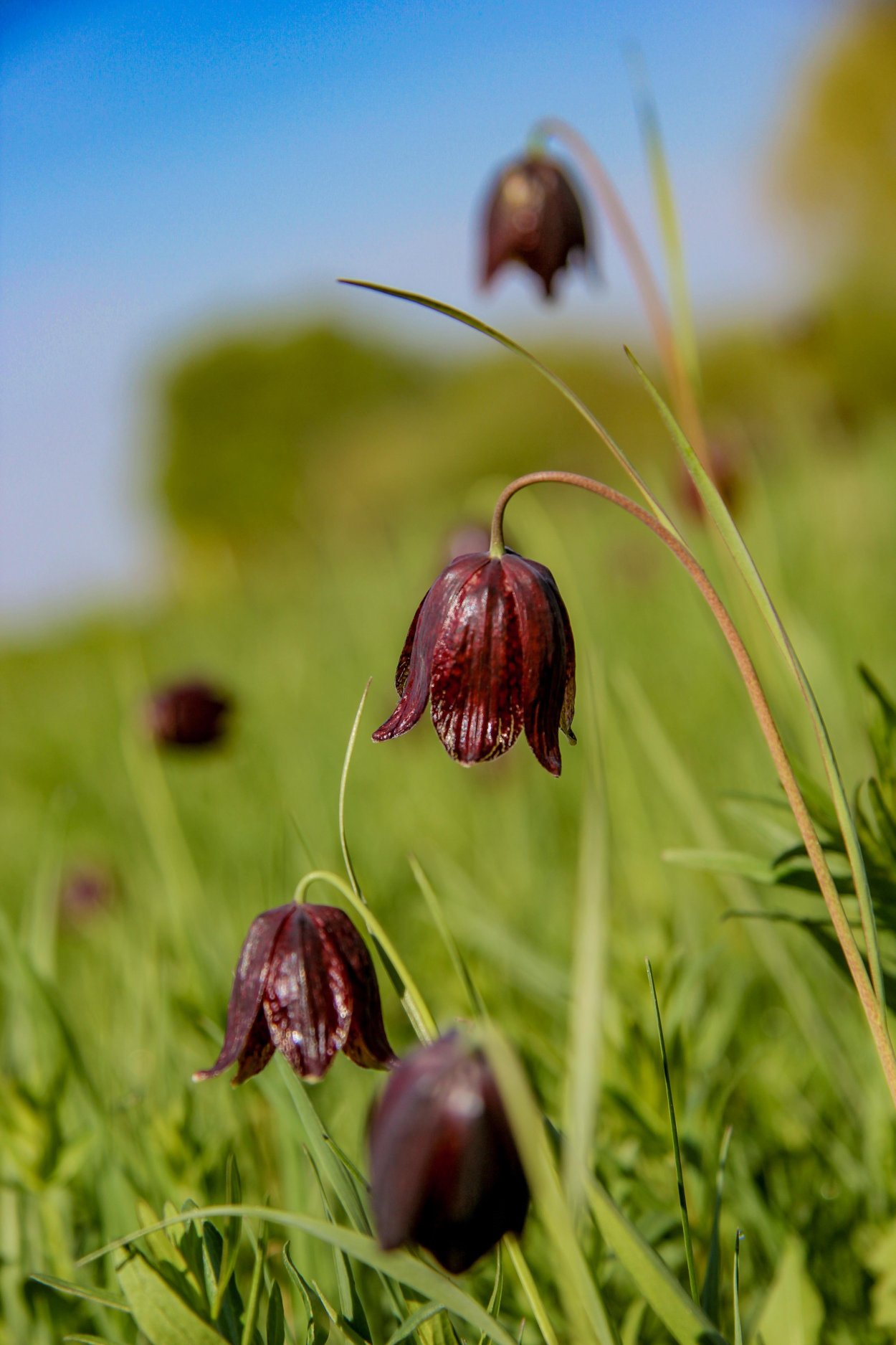 Чёрный тюльпан" - рябчик широколистный