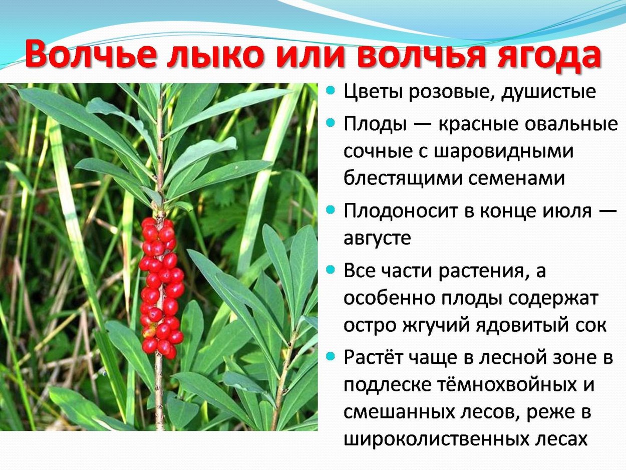 Волчье лыко опасное растение